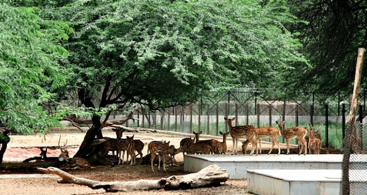 Chital enclosure at Delhi zoo